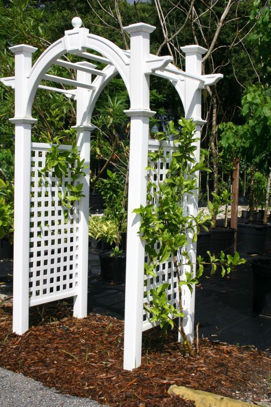 Arbor Replacement in Wilmington, NC