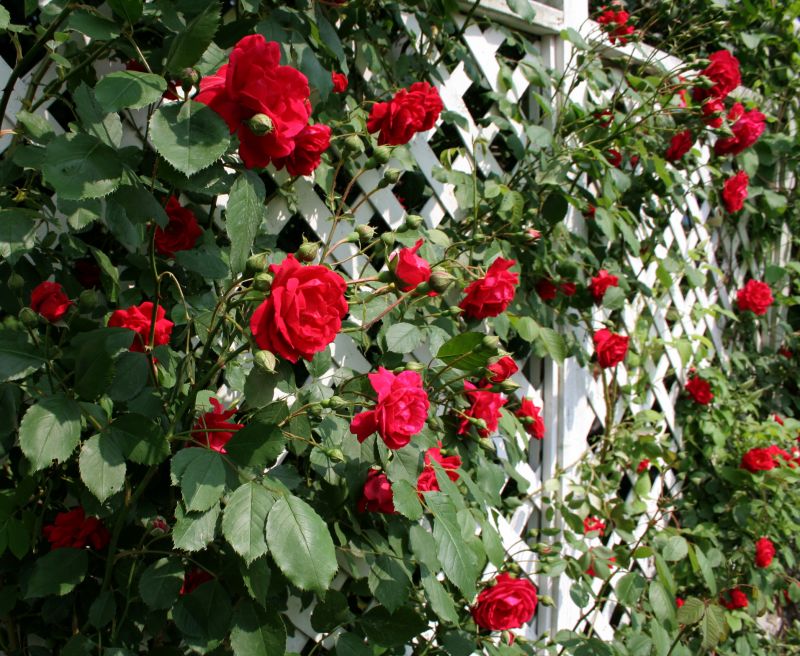 Rose Trellis Installation in Wilmington, NC