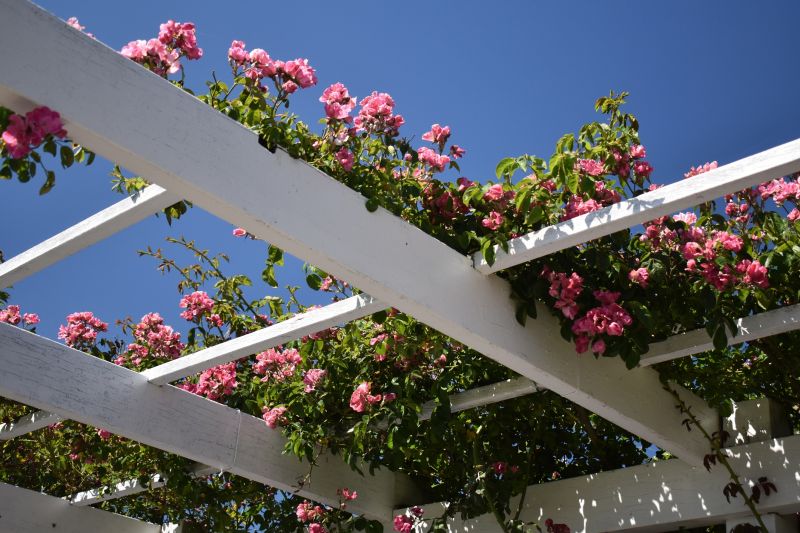 Rose Trellis Installation in Wilmington, NC