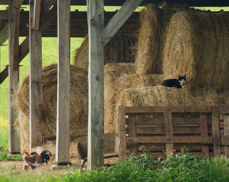 Stable Construction in Conroe, TX
