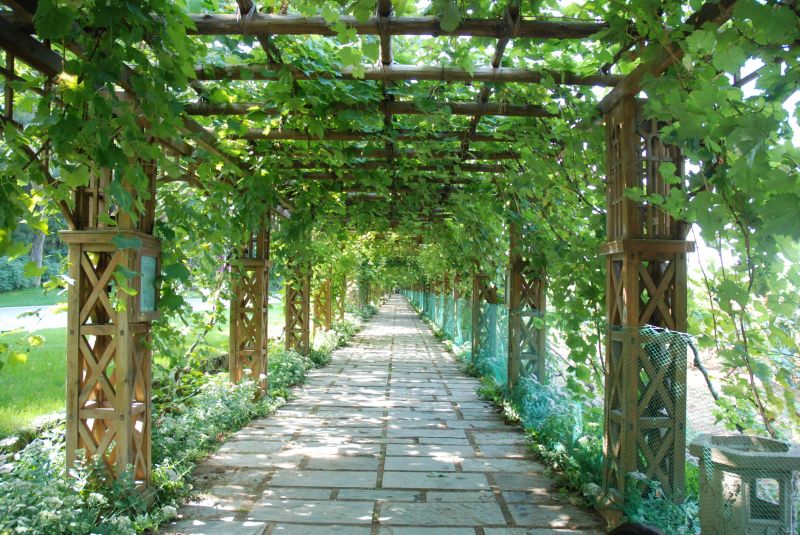 Vineyard Trellis Installation in Wilmington, NC