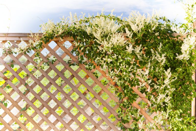 Vineyard Trellis Installation in Conroe, TX